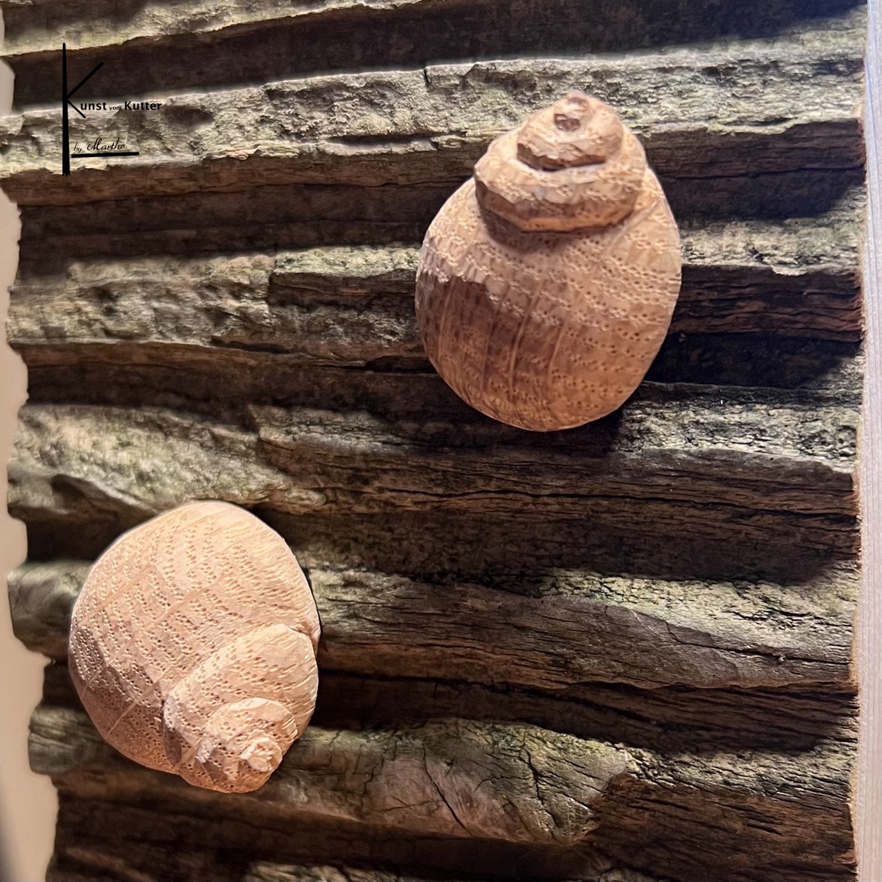 Große Strandschnecke